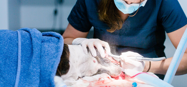Portage animal hospital veterinary operation
