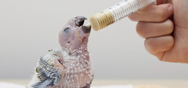 bird regular veterinary dispensary in Portage hospital