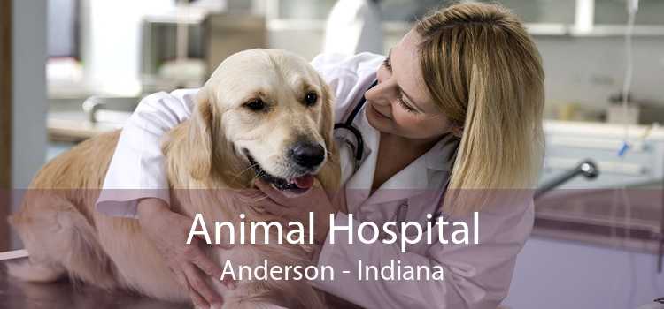 Animal Hospital Anderson - Indiana