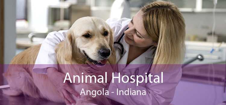 Animal Hospital Angola - Indiana