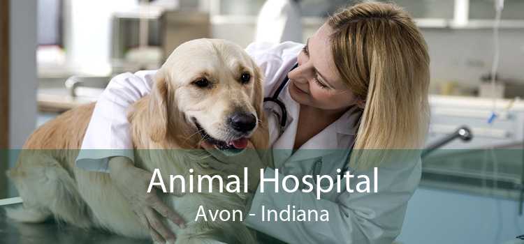 Animal Hospital Avon - Indiana