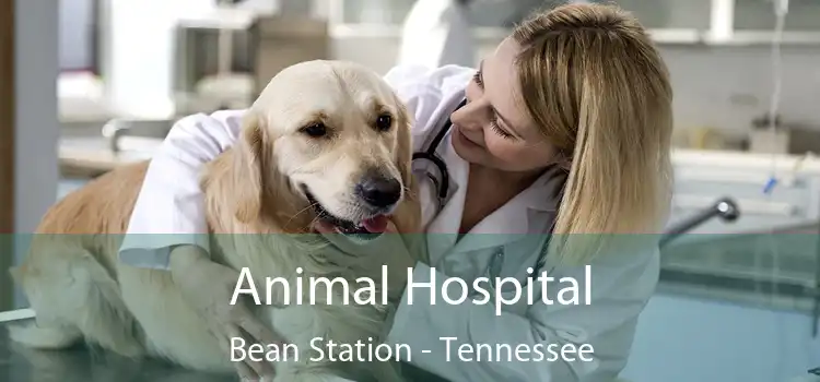 Animal Hospital Bean Station - Tennessee