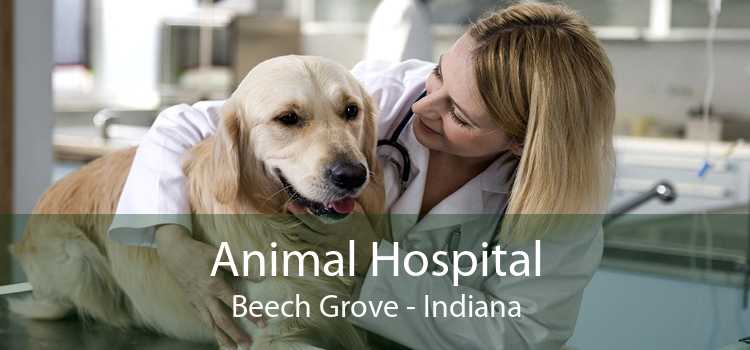 Animal Hospital Beech Grove - Indiana