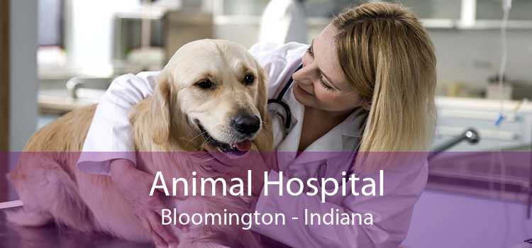 Animal Hospital Bloomington - Indiana