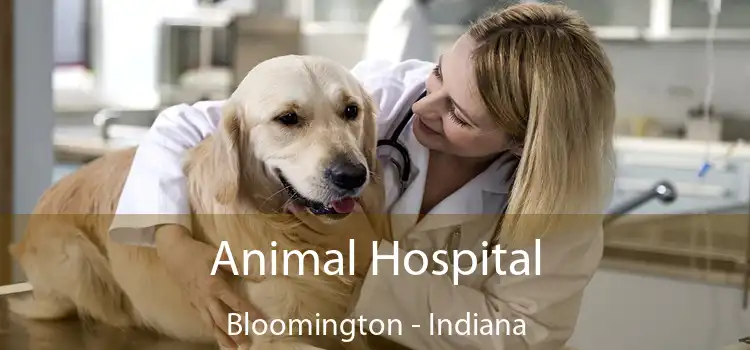 Animal Hospital Bloomington - Indiana