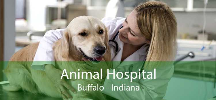 Animal Hospital Buffalo - Indiana