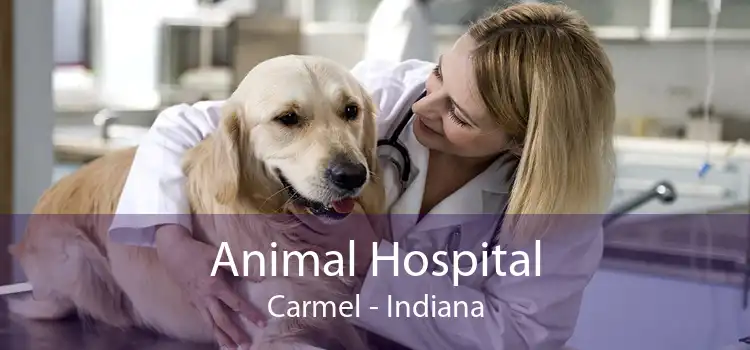 Animal Hospital Carmel - Indiana