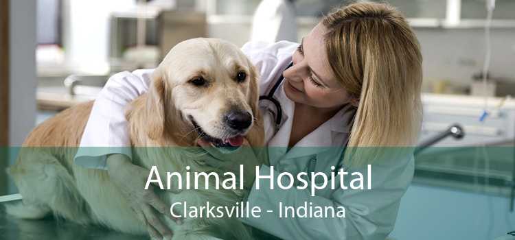 Animal Hospital Clarksville - Indiana