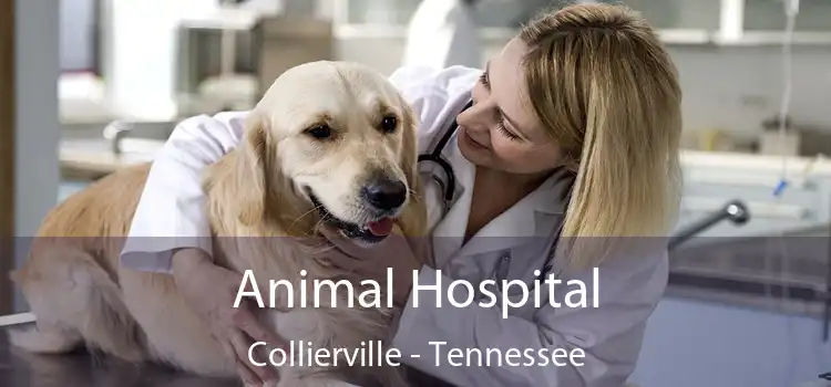 Animal Hospital Collierville - Tennessee