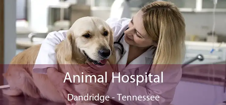 Animal Hospital Dandridge - Tennessee