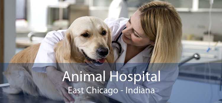 Animal Hospital East Chicago - Indiana