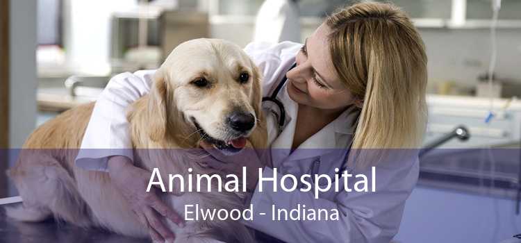 Animal Hospital Elwood - Indiana