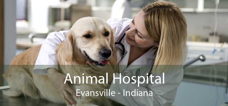 Animal Hospital Evansville - Indiana