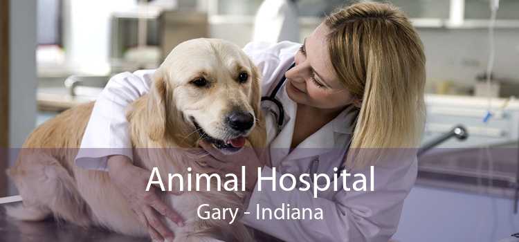 Animal Hospital Gary - Indiana