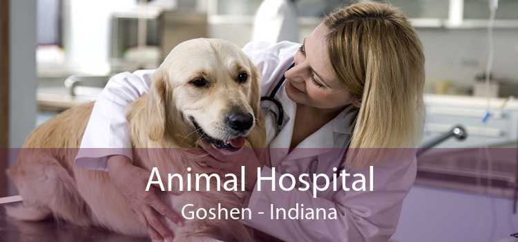 Animal Hospital Goshen - Indiana