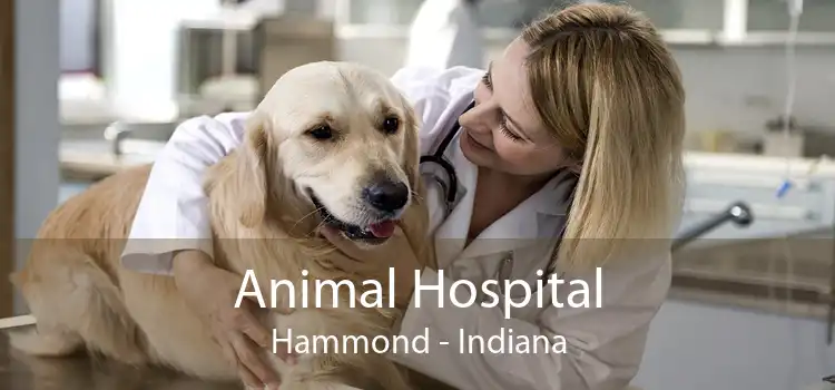 Animal Hospital Hammond - Indiana
