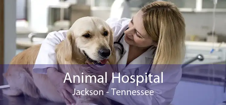 Animal Hospital Jackson - Tennessee