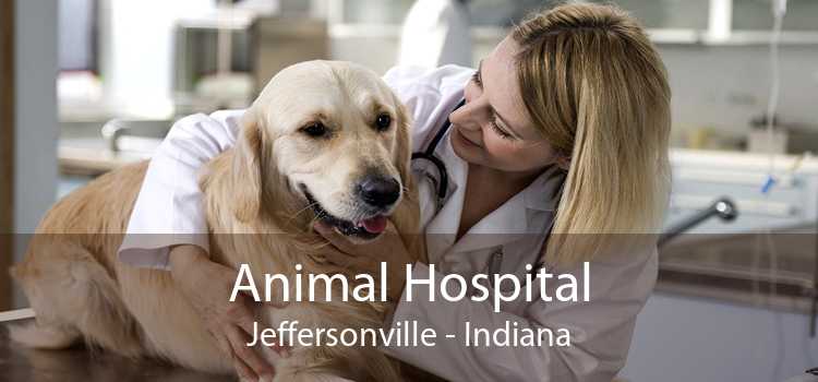 Animal Hospital Jeffersonville - Indiana