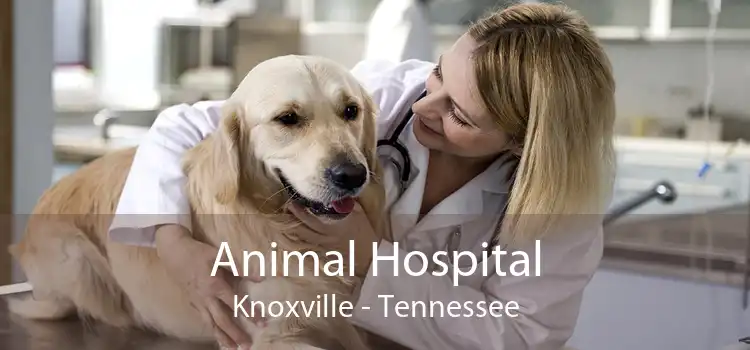 Animal Hospital Knoxville - Tennessee