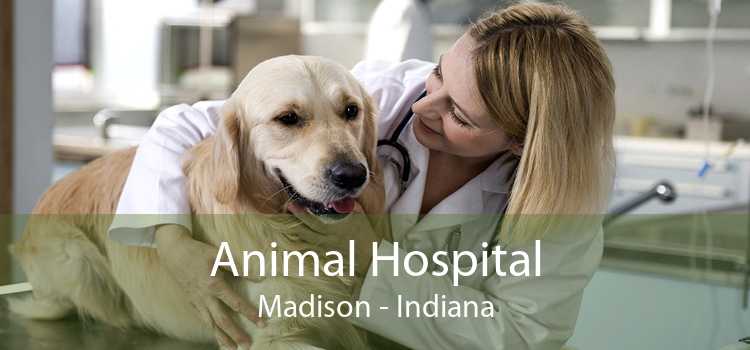 Animal Hospital Madison - Indiana