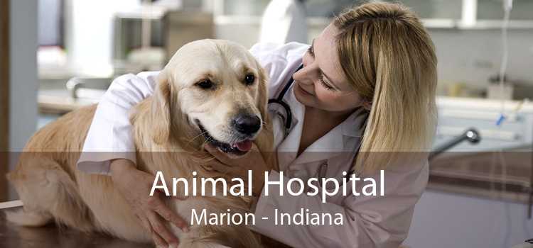 Animal Hospital Marion - Indiana