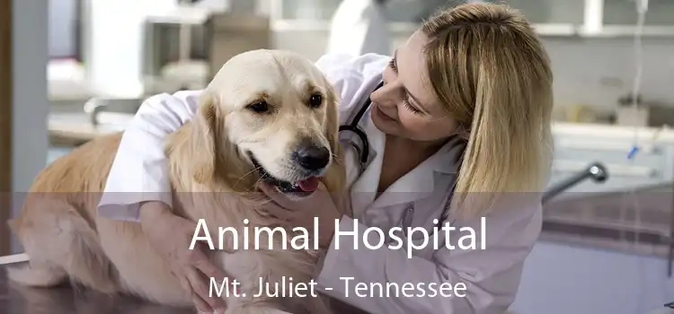 Animal Hospital Mt. Juliet - Tennessee