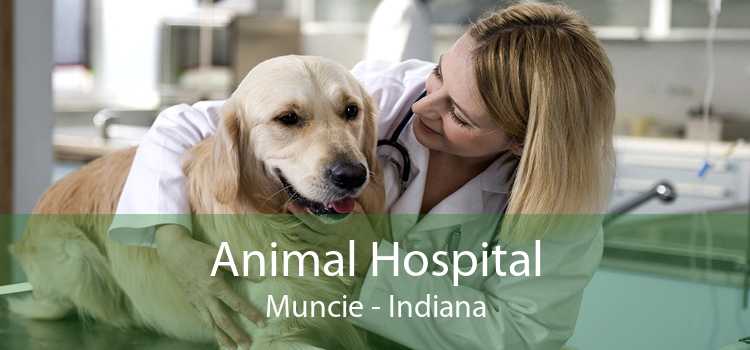 Animal Hospital Muncie - Indiana