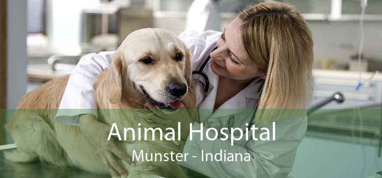 Animal Hospital Munster - Indiana