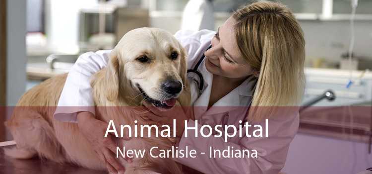 Animal Hospital New Carlisle - Indiana