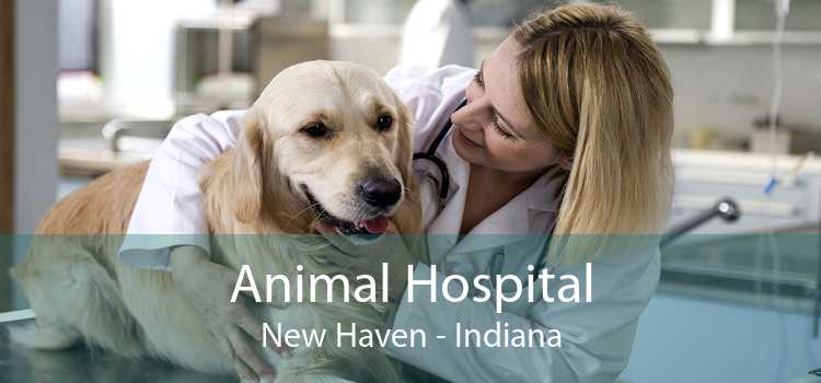 Animal Hospital New Haven - Indiana