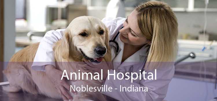 Animal Hospital Noblesville - Indiana