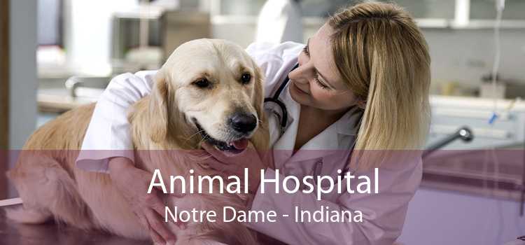 Animal Hospital Notre Dame - Indiana