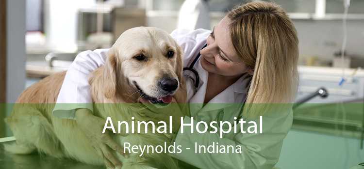 Animal Hospital Reynolds - Indiana