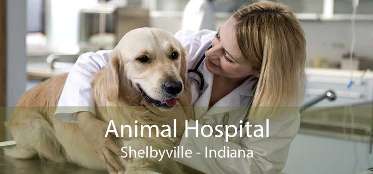 Animal Hospital Shelbyville - Indiana