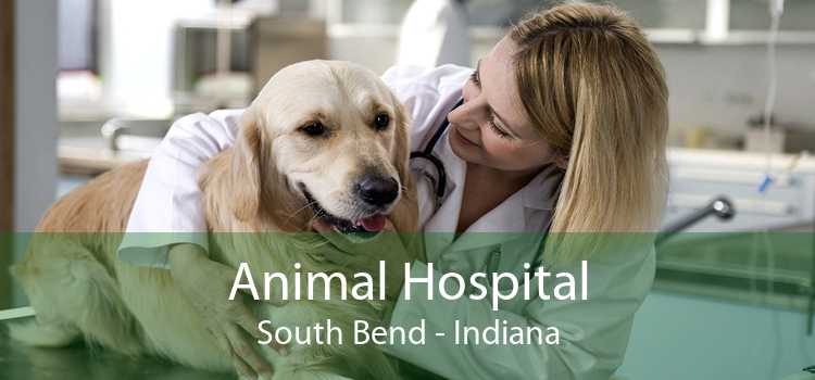 Animal Hospital South Bend - Indiana