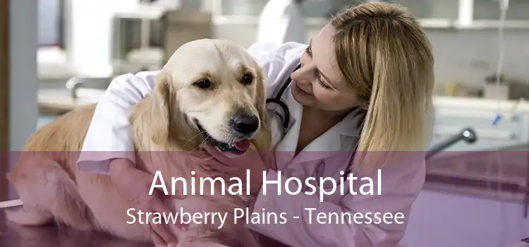 Animal Hospital Strawberry Plains - Tennessee
