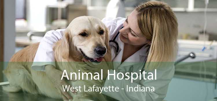 Animal Hospital West Lafayette - Indiana