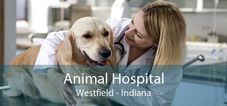 Animal Hospital Westfield - Indiana