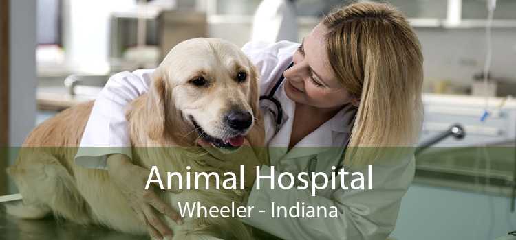 Animal Hospital Wheeler - Indiana