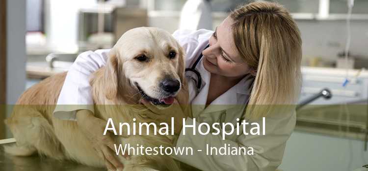 Animal Hospital Whitestown - Indiana