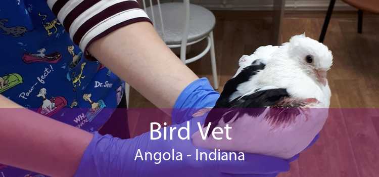 Bird Vet Angola - Indiana