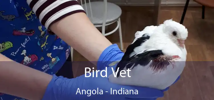 Bird Vet Angola - Indiana