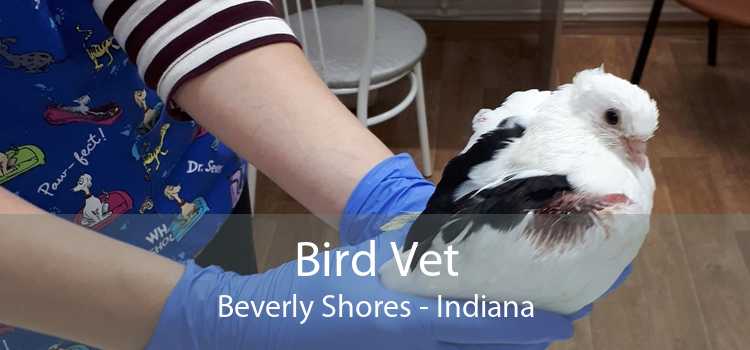 Bird Vet Beverly Shores - Indiana