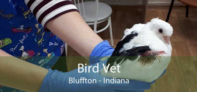 Bird Vet Bluffton - Indiana