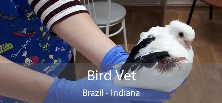 Bird Vet Brazil - Indiana