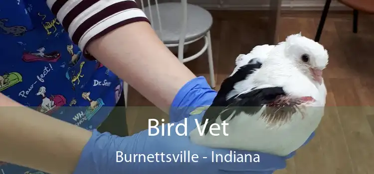 Bird Vet Burnettsville - Indiana