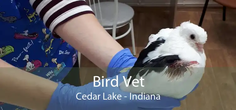 Bird Vet Cedar Lake - Indiana