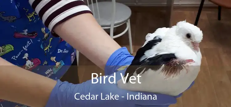 Bird Vet Cedar Lake - Indiana