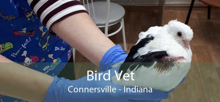 Bird Vet Connersville - Indiana