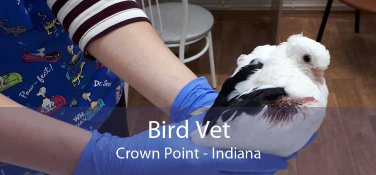 Bird Vet Crown Point - Emergency Exotic Avian Vet Near Me